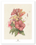 A botanical study of a single plant, first in the series, by Chris Broy